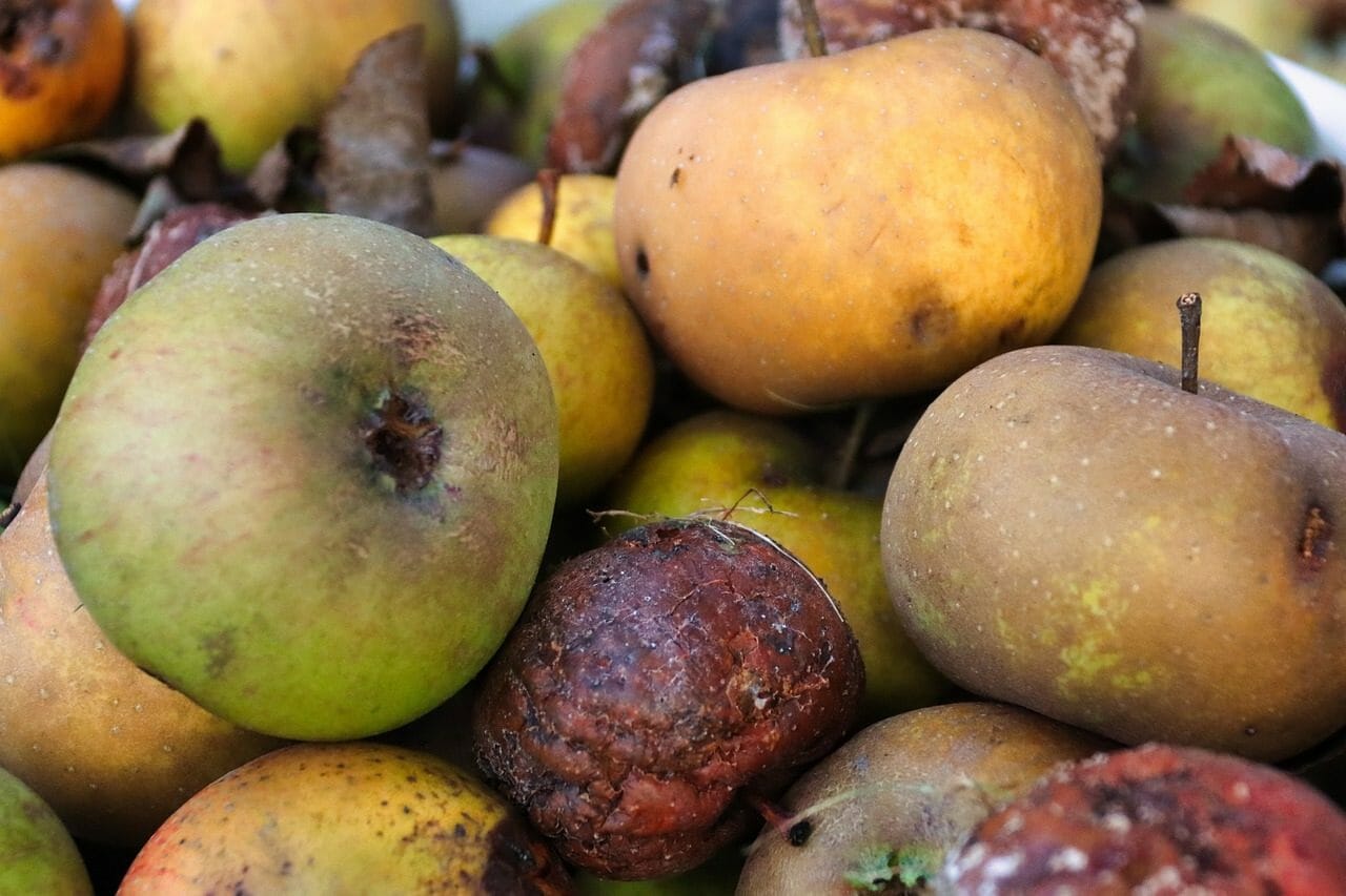 dechet alimentaire